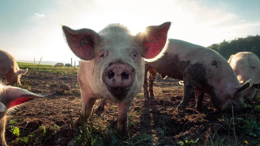 BELGISCHE VARKENSSECTOR IS VERENIGD IN BRANCHEORGANISATIE PORK.BE
