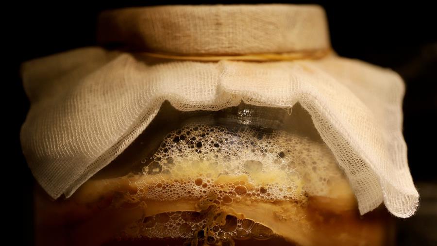 Retour aux sources de la fermentation