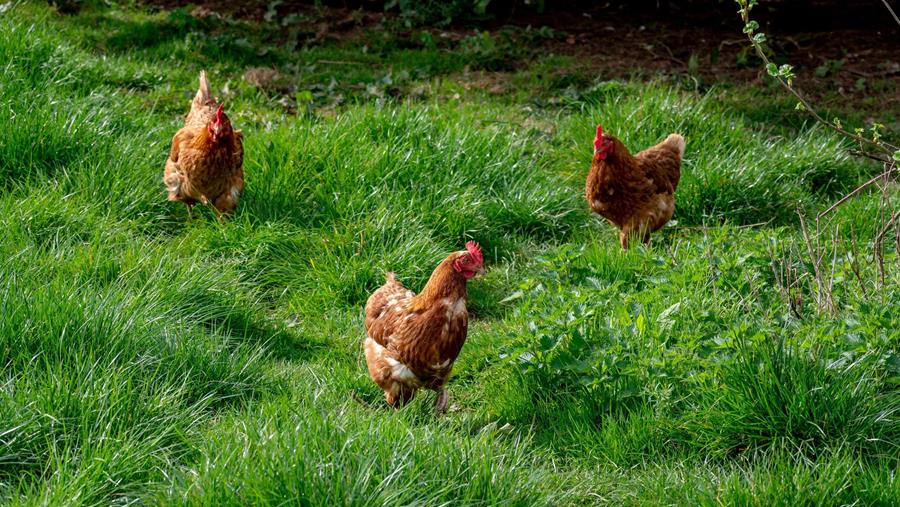 Gelabeld gevogelte  zit in de lift